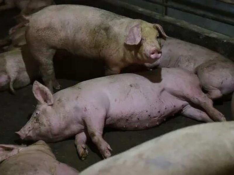 Африканская чума свиней: памятка населению.